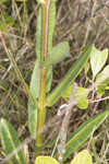 Largeflower milkweed